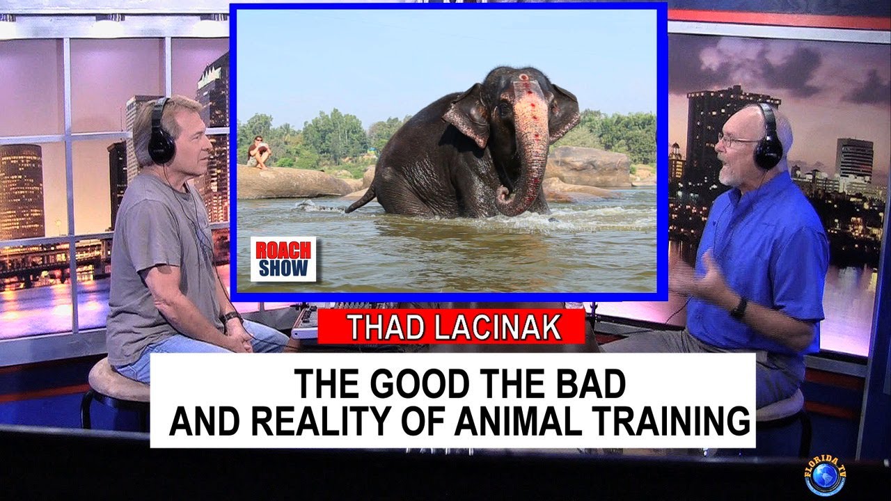 How To Be An Animal Trainer?