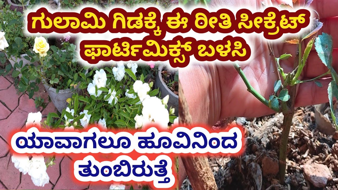 ಗುಲಾಬಿ ಗಿಡ ಅಗಲವಾಗಿ ಬೆಳೆಯಲು ಸೀಕ್ರೆಟ್ porting mix/ nursery rose plant growing tips