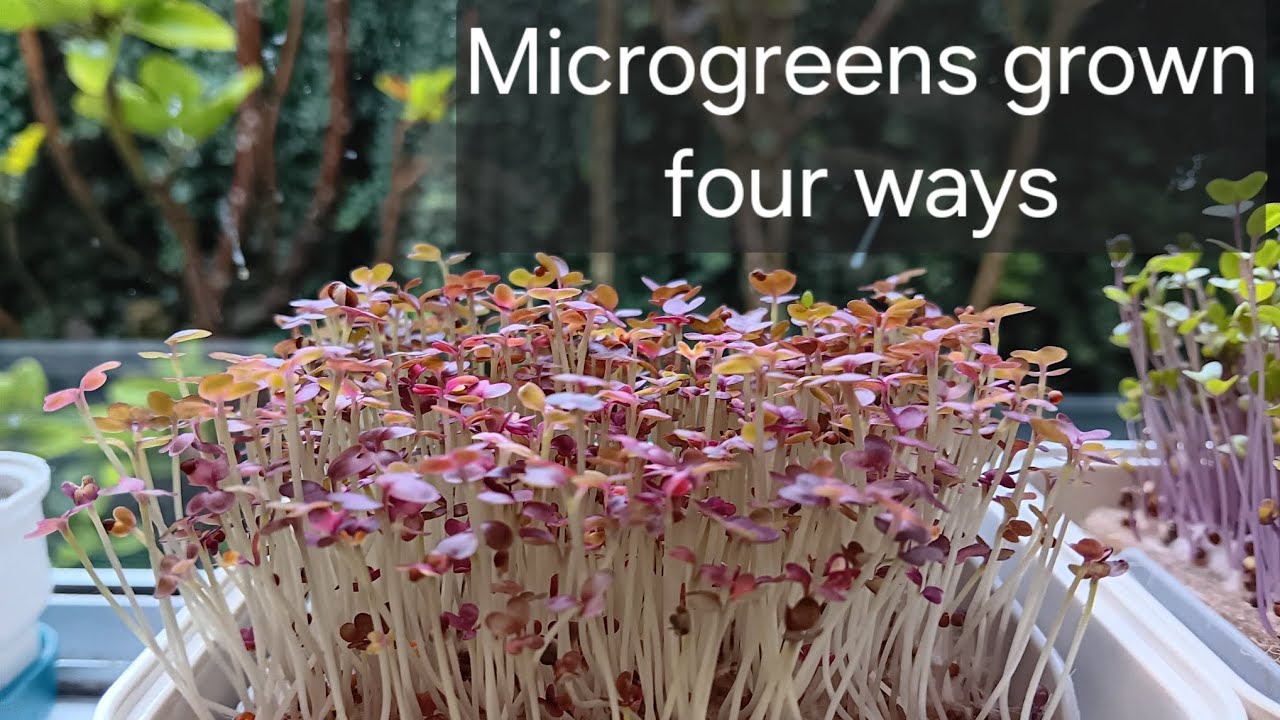 Grow microgreens anywhere, even on your window sill