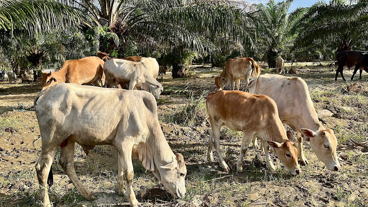 A group of cows are eating in the grassland affected by the flood
