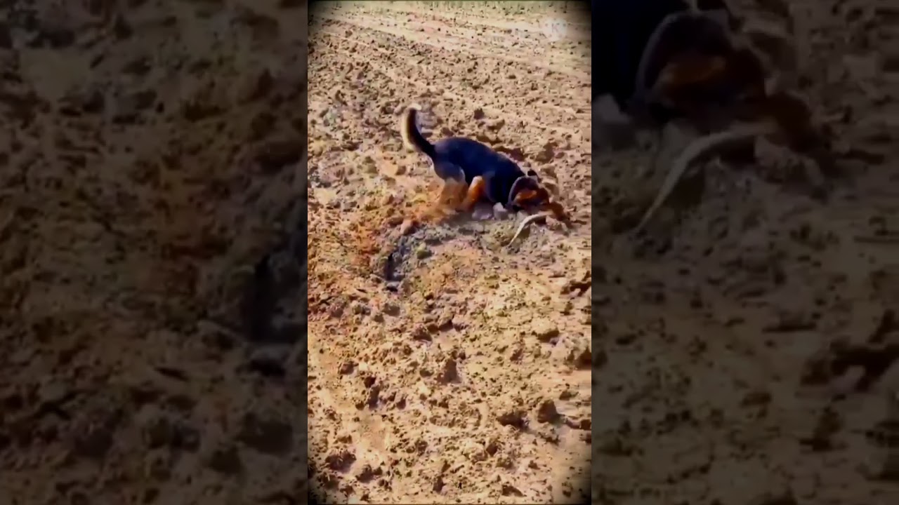 German Shepherd dog || 😲Fight Video😲 || German Shepherd Vs Komodo dragon ||