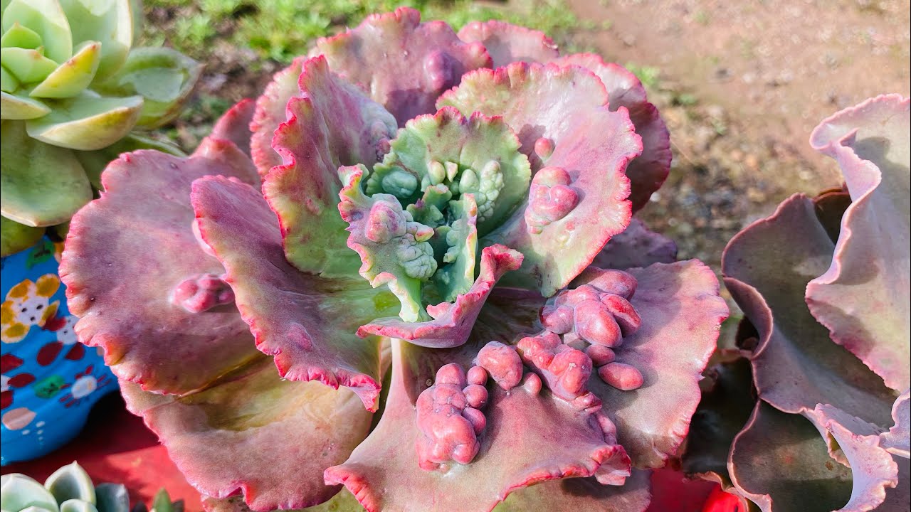 SUCULENTAS GIGANTES/ GIBBIFLORAS E OS DESAFIOS DE CULTIVAR NO TEMPO