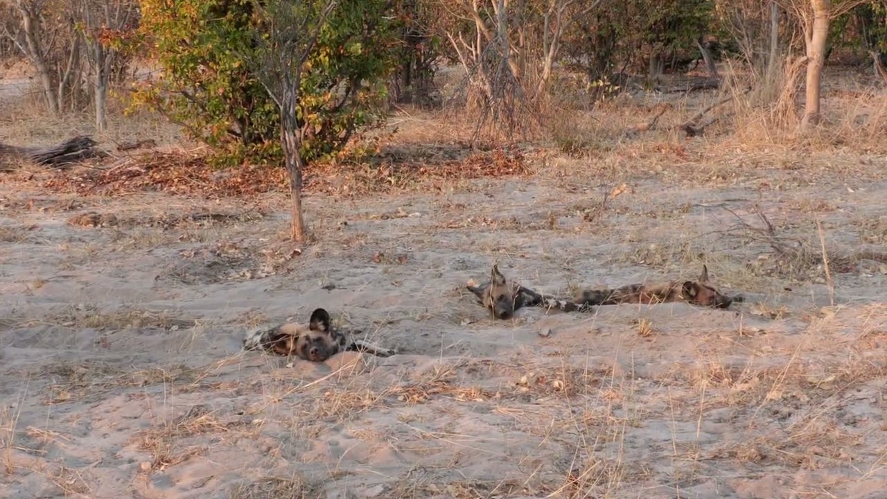 Botswana - Africa Wild Dogs