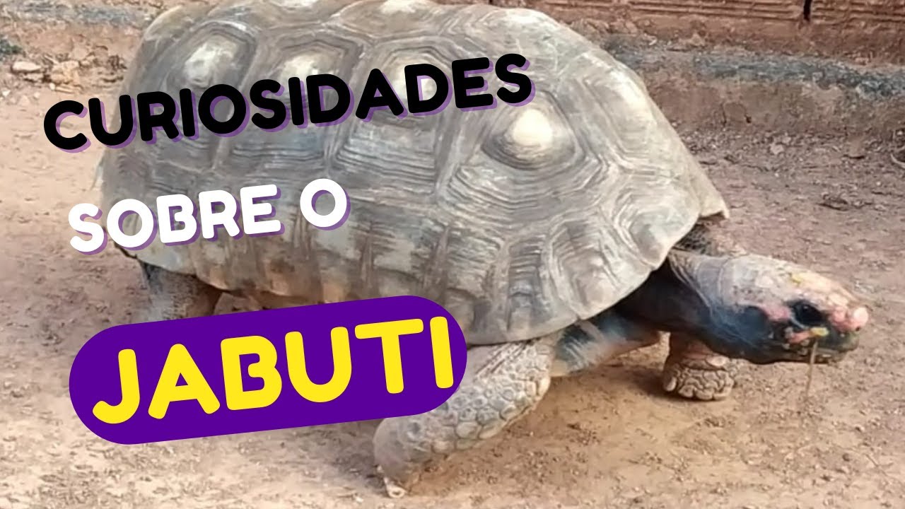 CURIOSIDADES SOBRE O JABUTI #jabuti