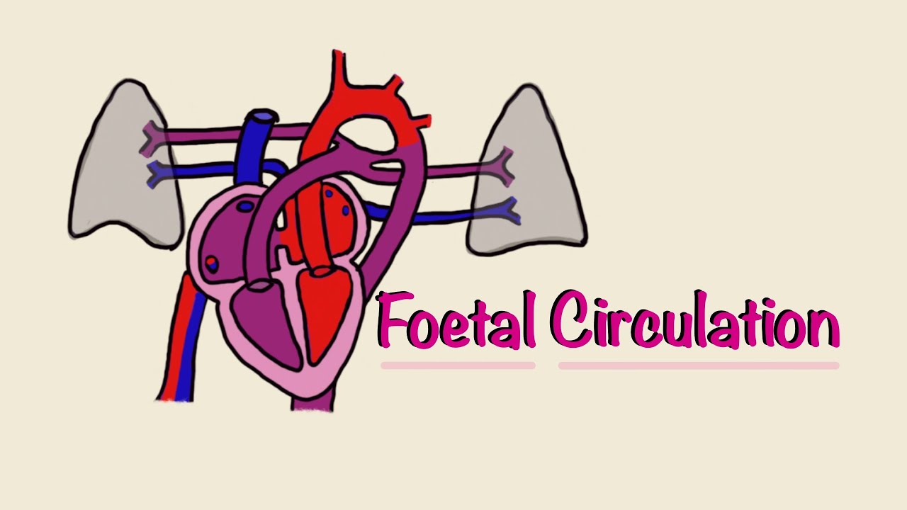 Foetal (Fetal) Circulation | Before and At Birth | Cardiac Physiology | Embryology