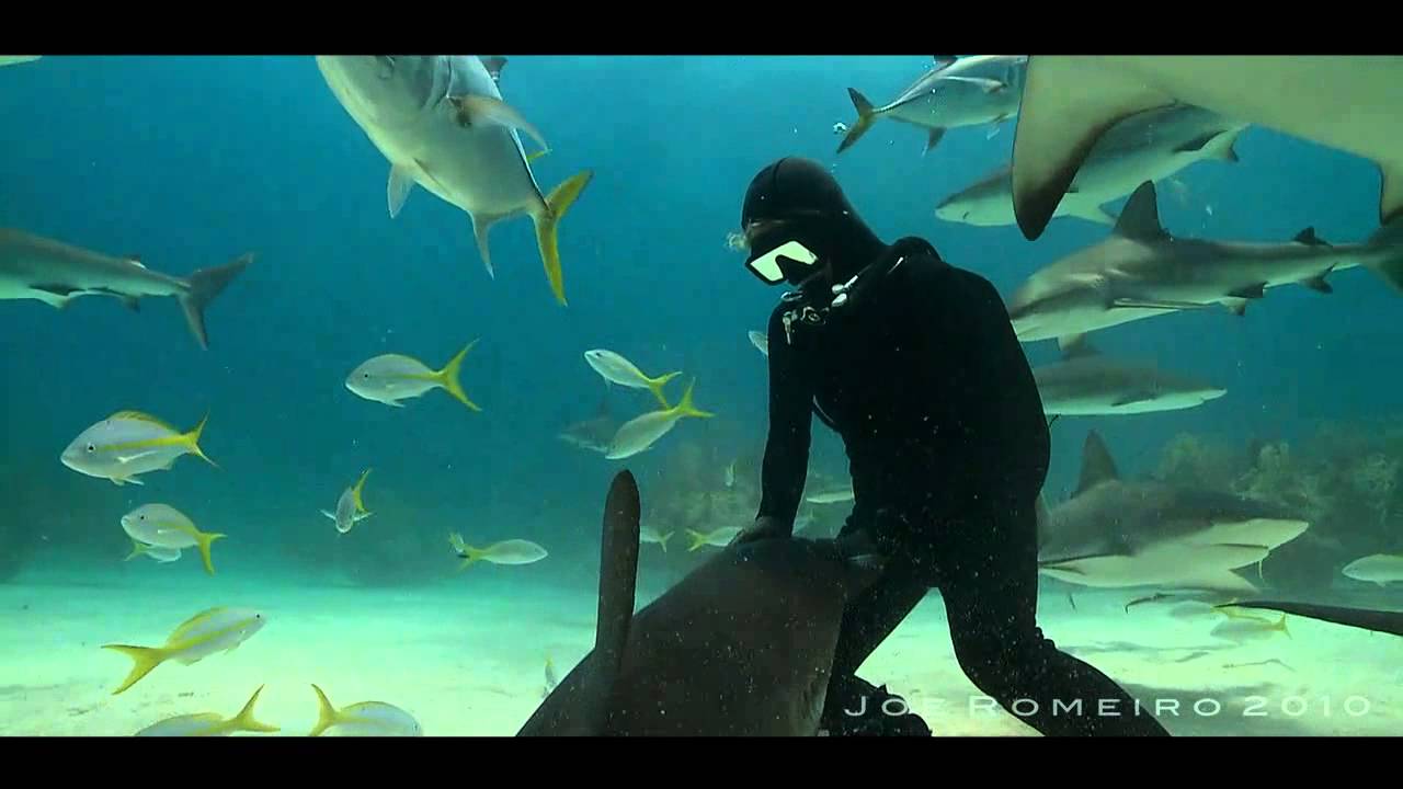 Sharks and diver Cristina Zenato