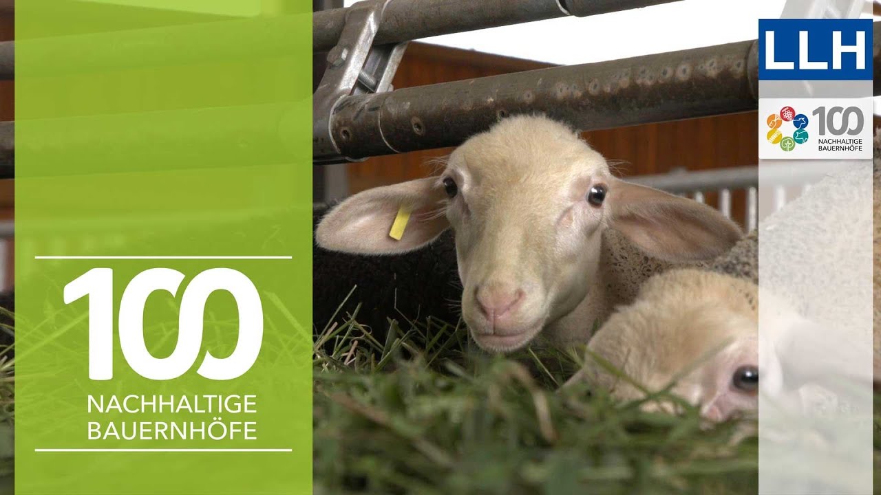 Milch & Fleisch geh&ouml;ren zusammen &ndash; Milchschafhaltung | Projekt 100 nachhaltige Bauernh&ouml;fe
