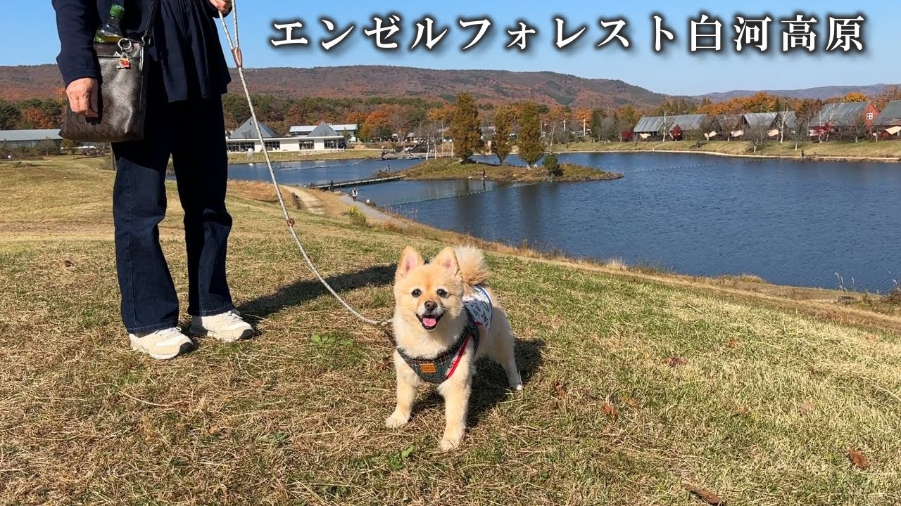 愛犬も一緒に楽しめるリゾート施設が最高でした！【エンゼルフォレスト白河高原】