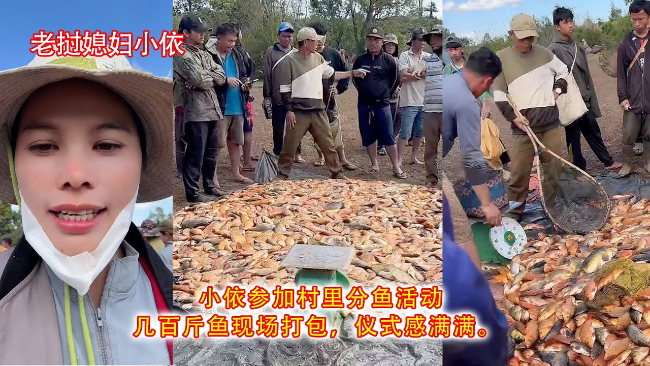 小依参加村里分鱼活动，几百斤鱼现场打包，仪式感满满。