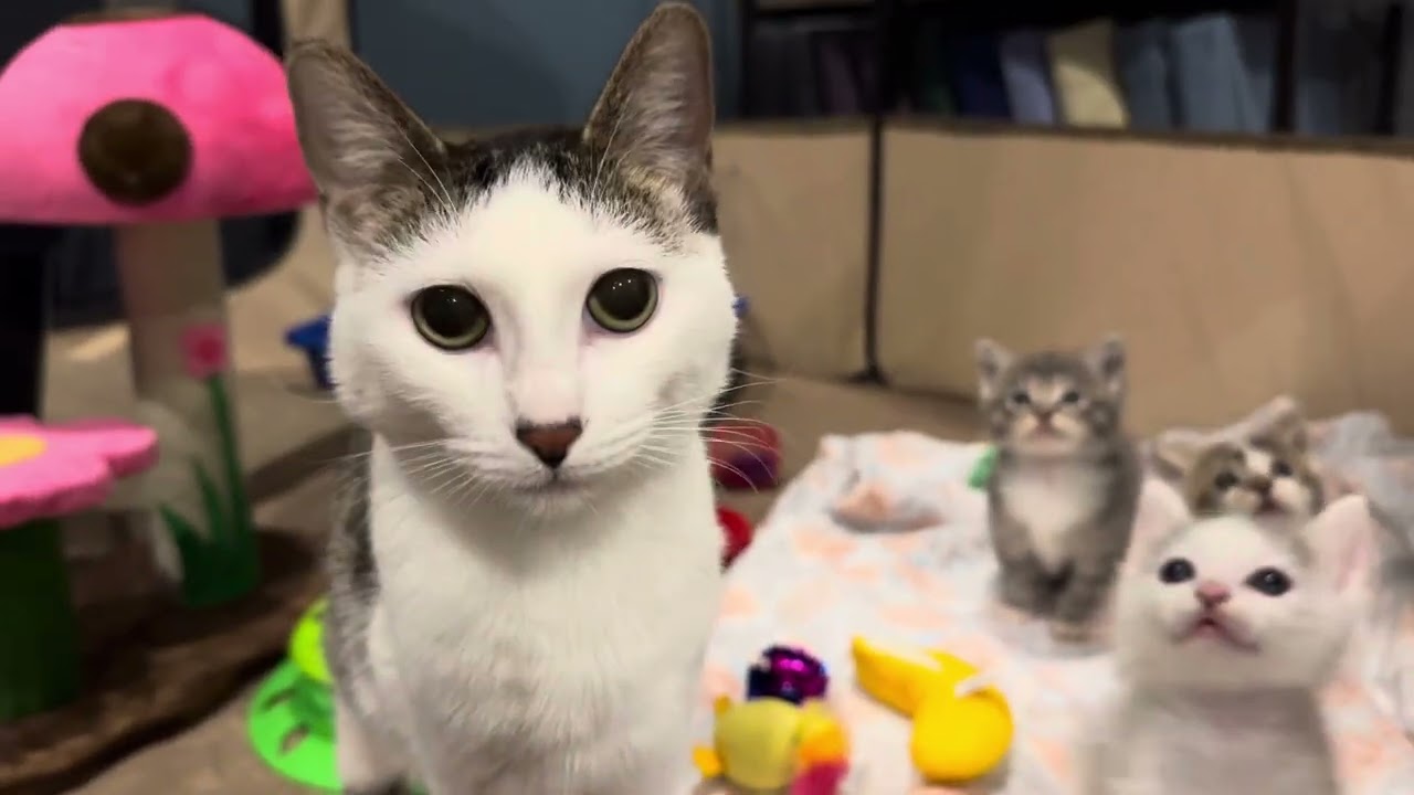 Fostering Cats and Kittens!