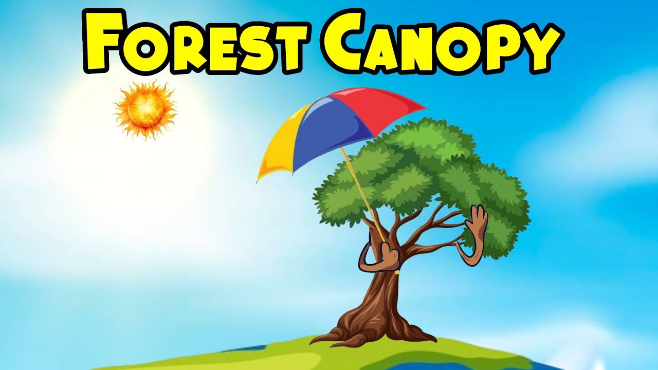 Beauty of the Forest Canopy | Forest Canopy | Kids Learning | #education