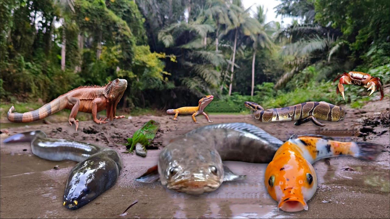 Wadidau! Finding Snakehead Fish, Snake, Crab, Iguana, Turtle, Koi Fish, Ornamental Fish, Eel, Gecko