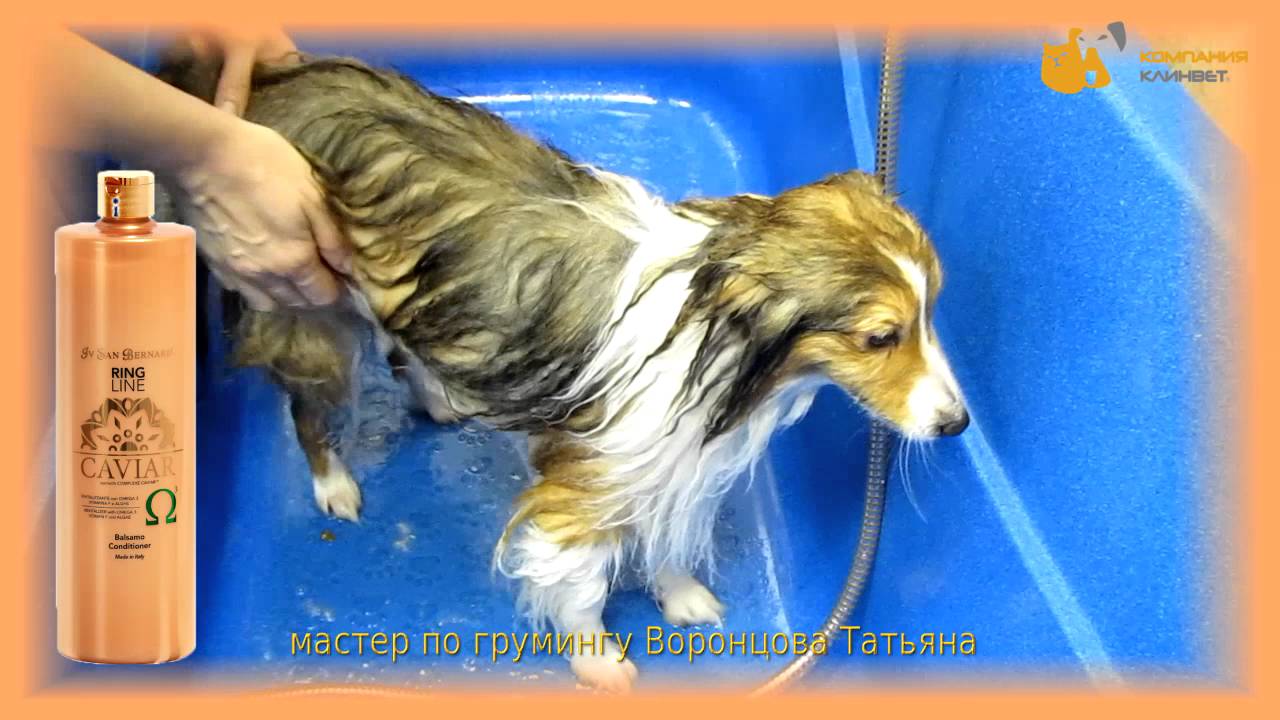 THOR - Груминг повреждённой шерсти. Шелти (Шетландская Овчарка) Новая Икорная Линия Iv San Bernard