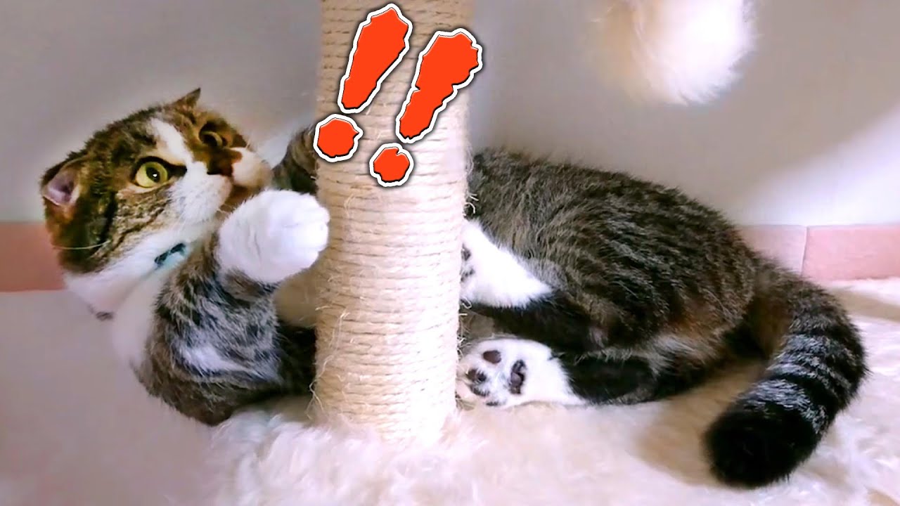 ちょっとした猫の行動が クスッと笑えちゃう動画！