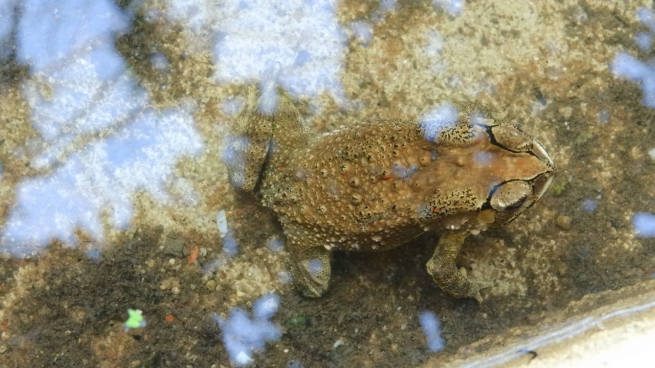 Awesome Video Of Toad Under Water, Life Of Toad In Water, Nrrmooom Life