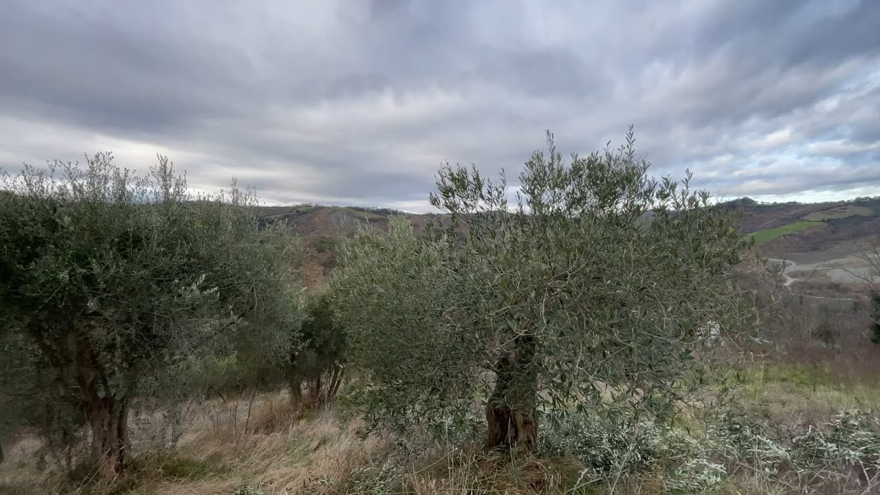 Smaltimento ramaglie e concimazione olivi