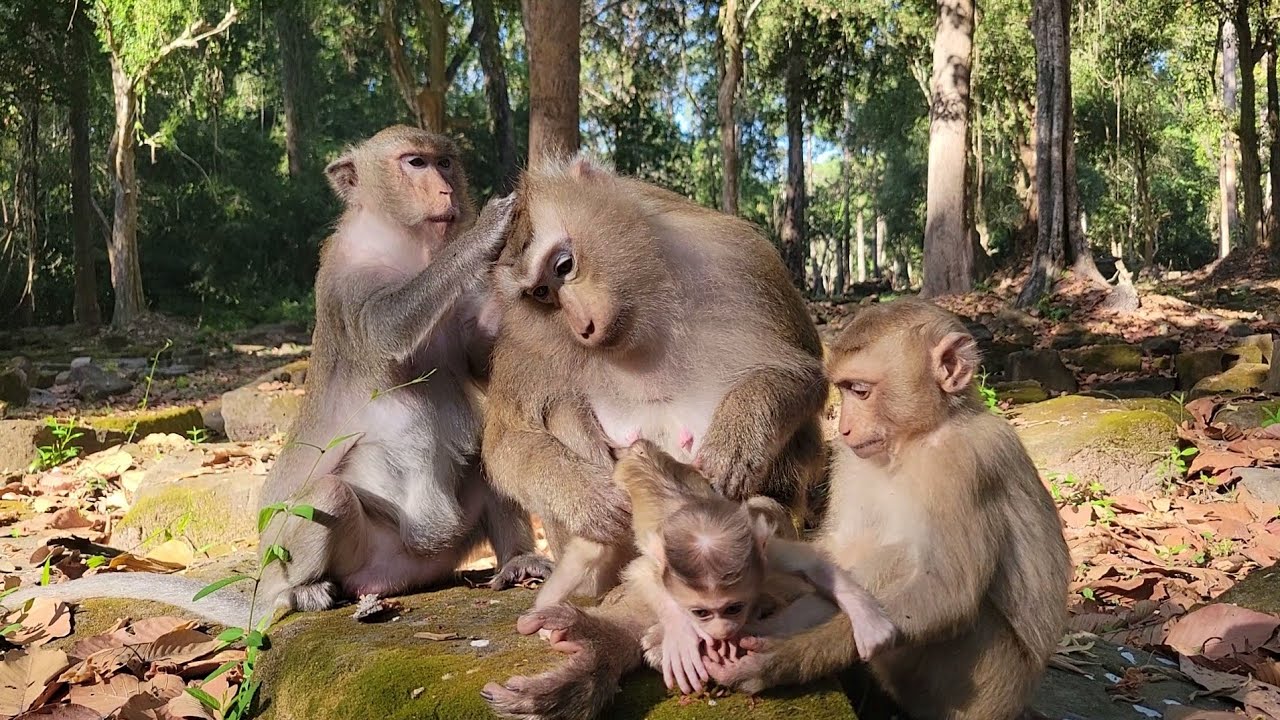 Really sweet tiny cute baby Rina monkey life with great mom care well🐵