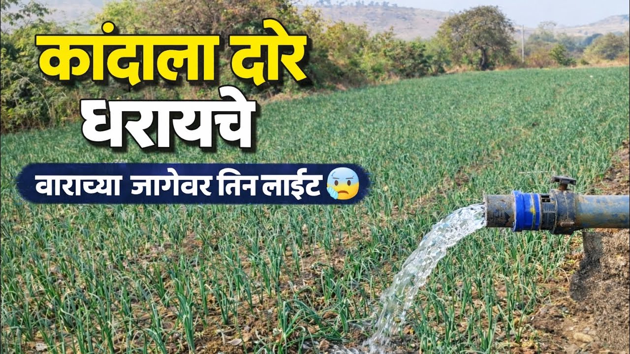 कांद्याला दारे धरायचे  लाईट उशिरा आली