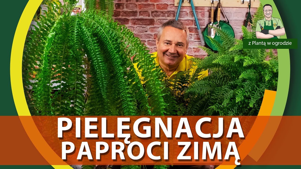 Pielęgnacja paproci zimą - Z PLANTĄ W OGRODZIE