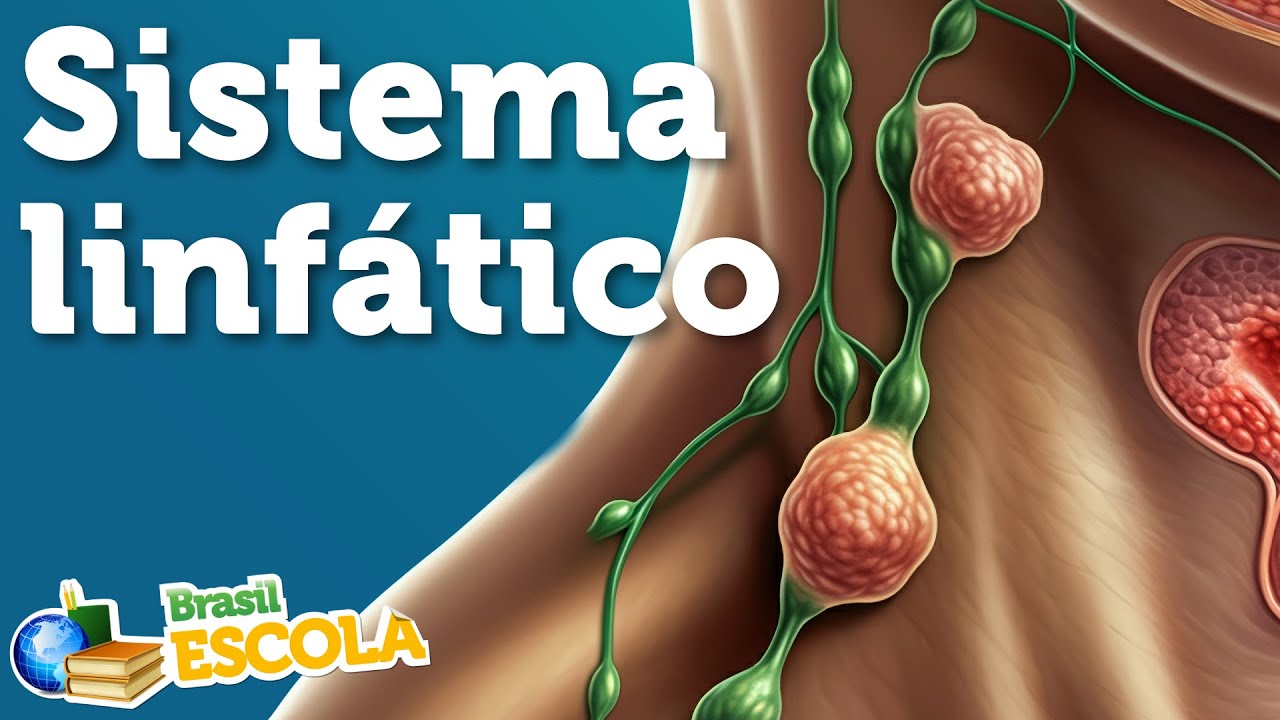 Sistema linfático - Brasil Escola