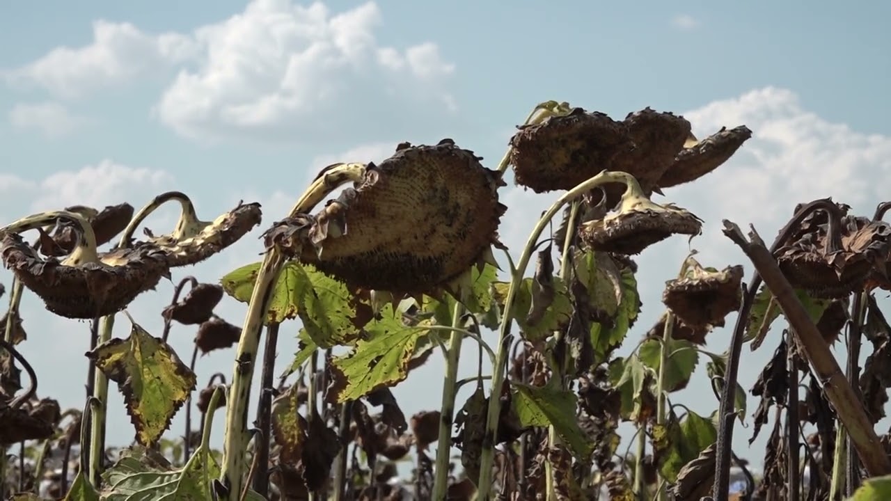 Ensayo de cultivos de maíz y girasol en Grütly / Sapiens