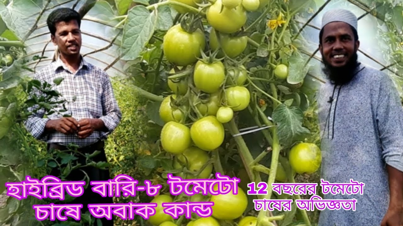 হাইব্রিড বারি-৮ টমেটো চাষে অবাক কান্ড,গ্রীষ্মকালীন টমেটো চাষ পদ্ধতি,summer tomato,tomato chas,