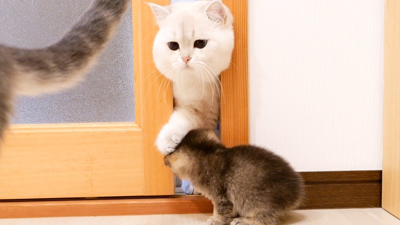 Daddy cat who wants to enter the room VS kitten who does not want to enter