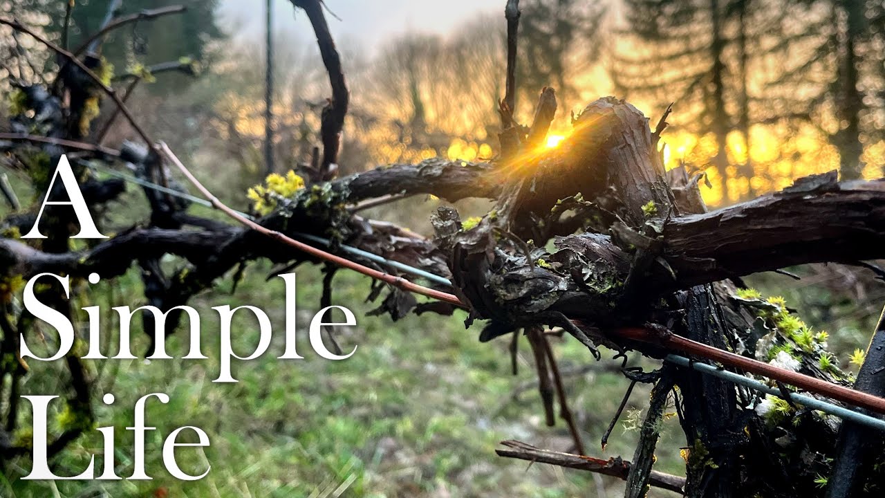 New Trellis for Our Old Vineyard