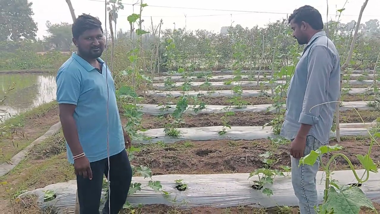 డిసెంబర్ నెలలో బీర సాగు  విధానం