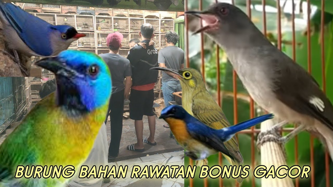 BURUNG BAHAN RAWATAN BONUS GACOR 