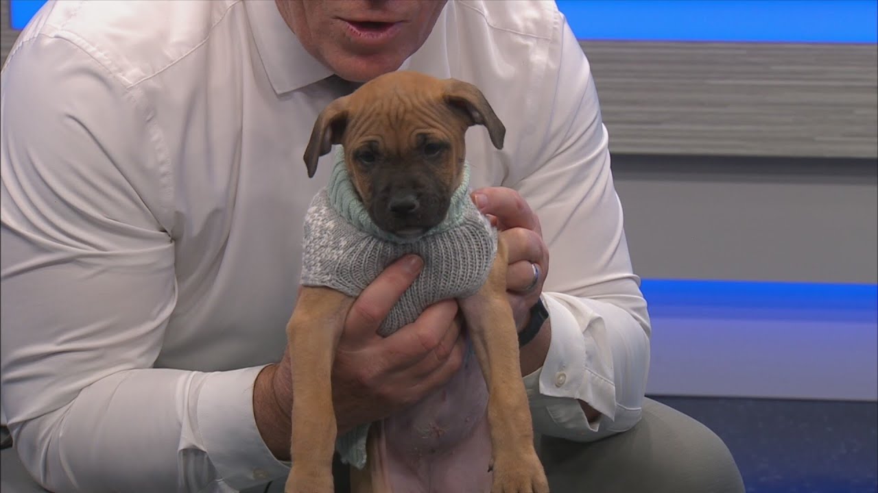 News 13 Pet Adoption Option: Girl Scout