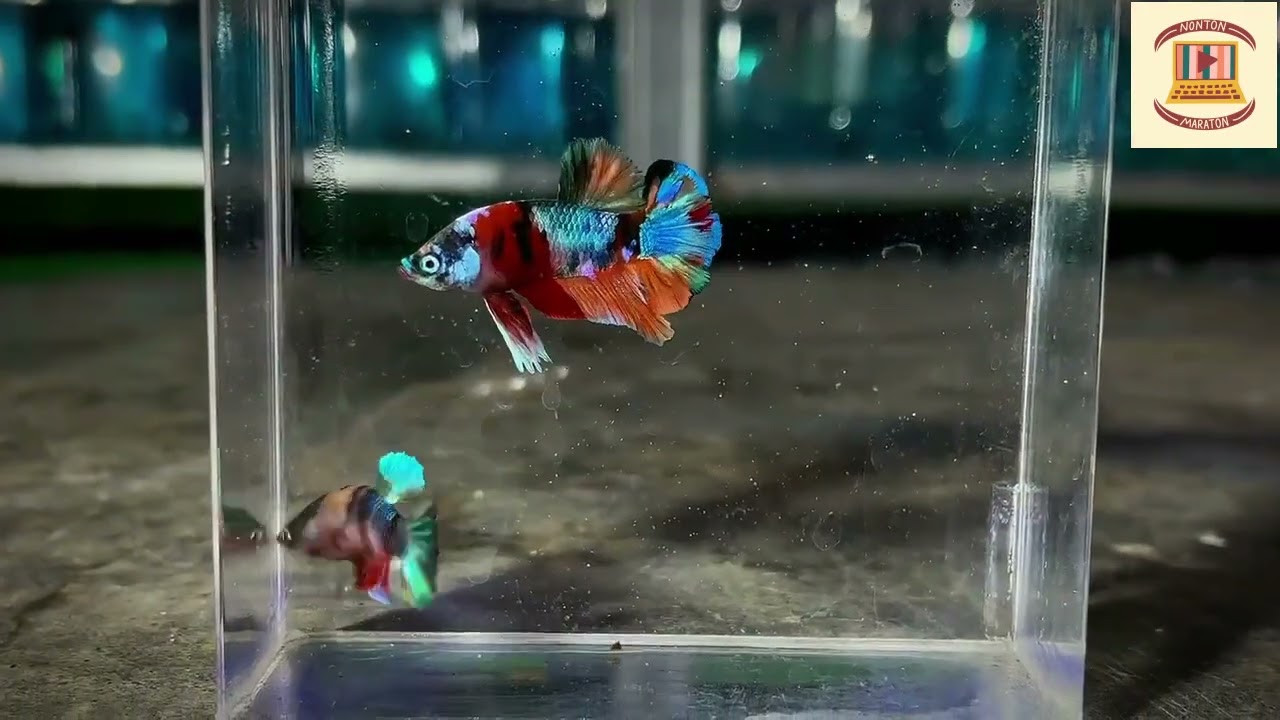 ikan cupang Robby Messa Jenis Gold Multi Colour Betta Fish Gold MultiColour