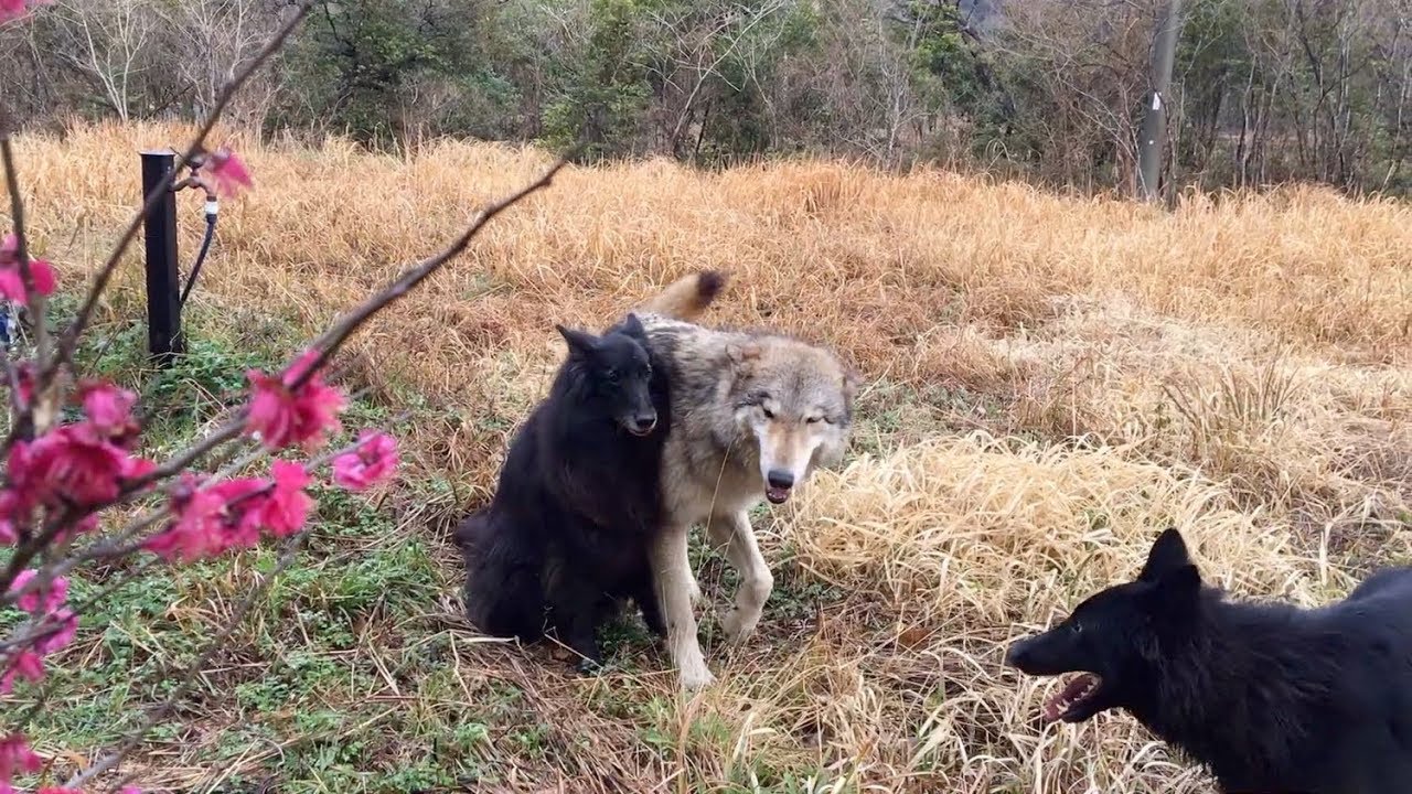 アニューはなぜぶつからないか