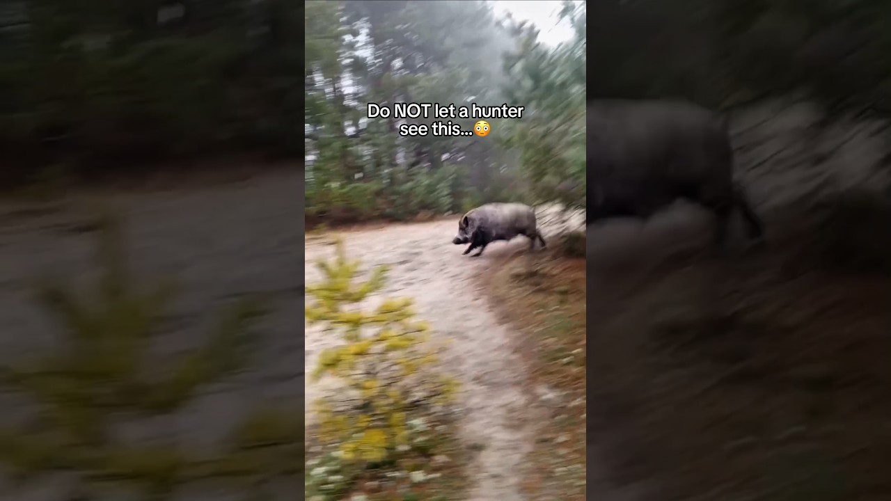 Hunters should NOT see this...🤯 #hunting #trailcamera #camera