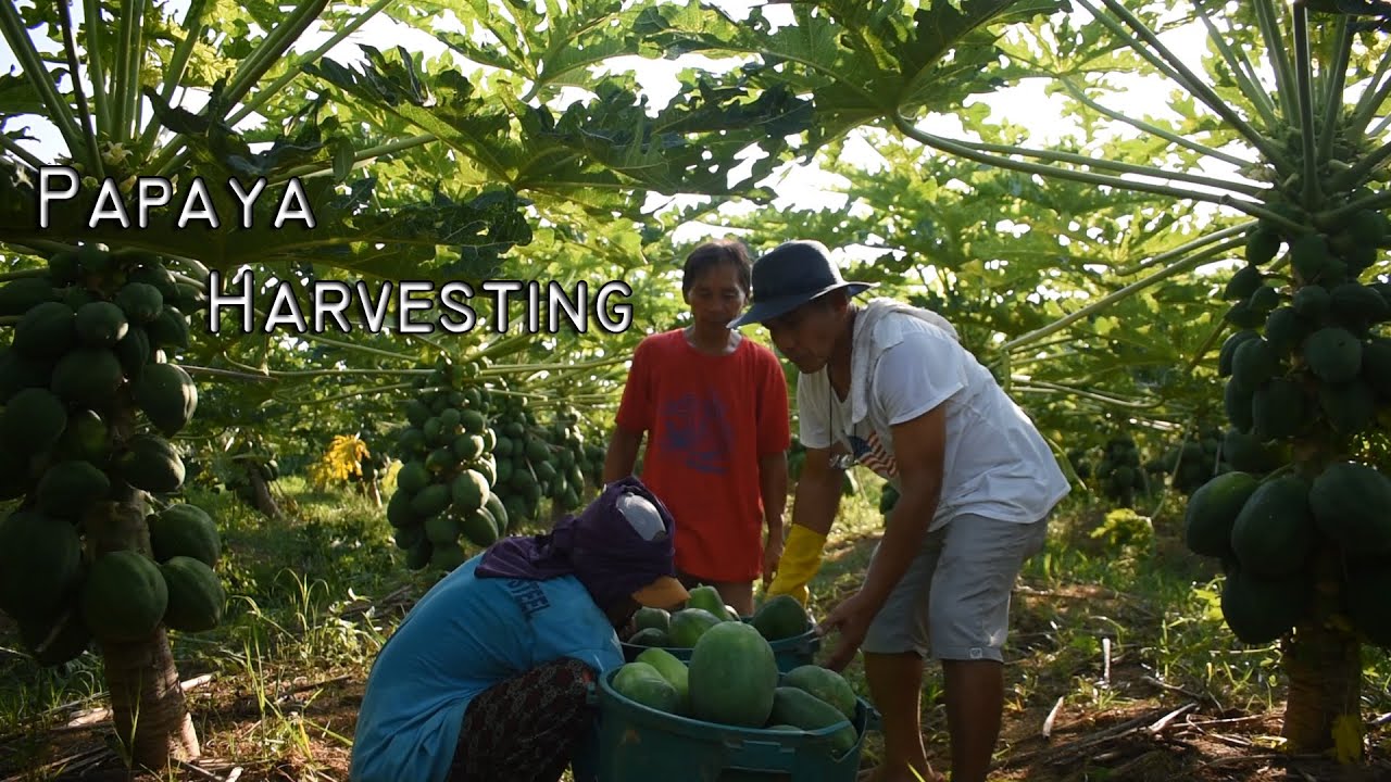 Papaya Harvesting || By: Tata Johnny's TV || Vlog #11