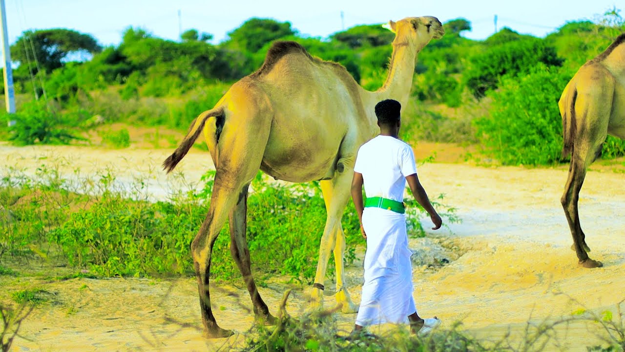 MAARIIN QORXOON DHAANTO CUSUB ABWAAN KAAMIL NEW VIDEO DHAANTO KOOXDA QARAN BAND