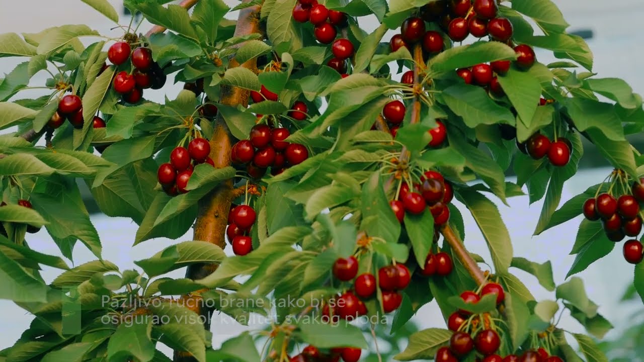 World of freshness, Delta Agrar trešnje