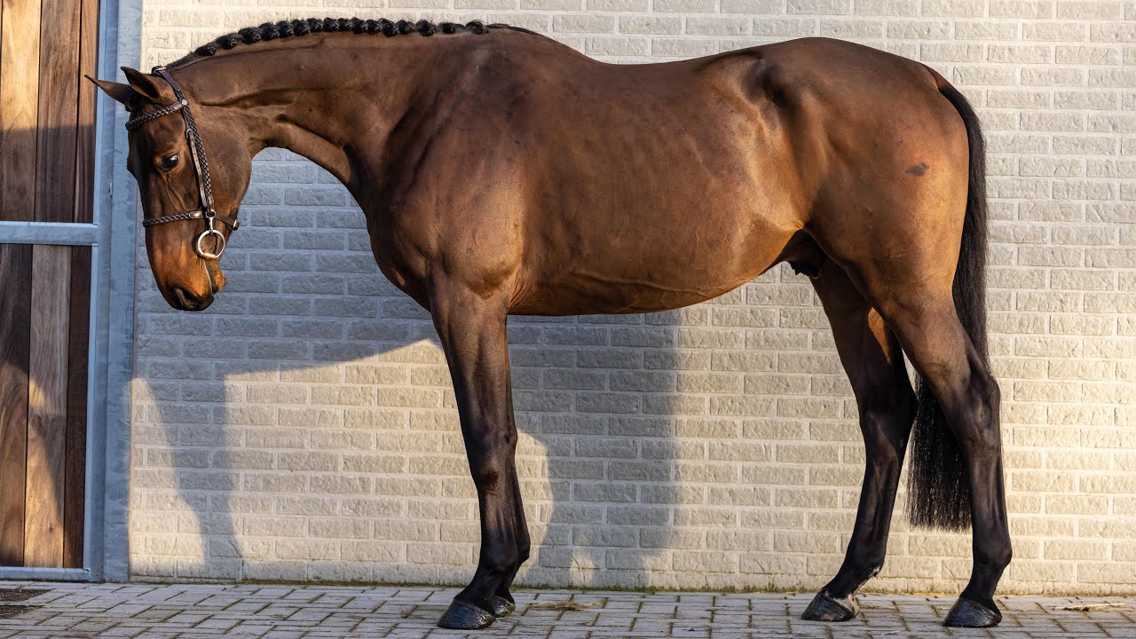 EXCEPTIONAL Hunter or GP prospect! 5yo gelding x Chacoon! 