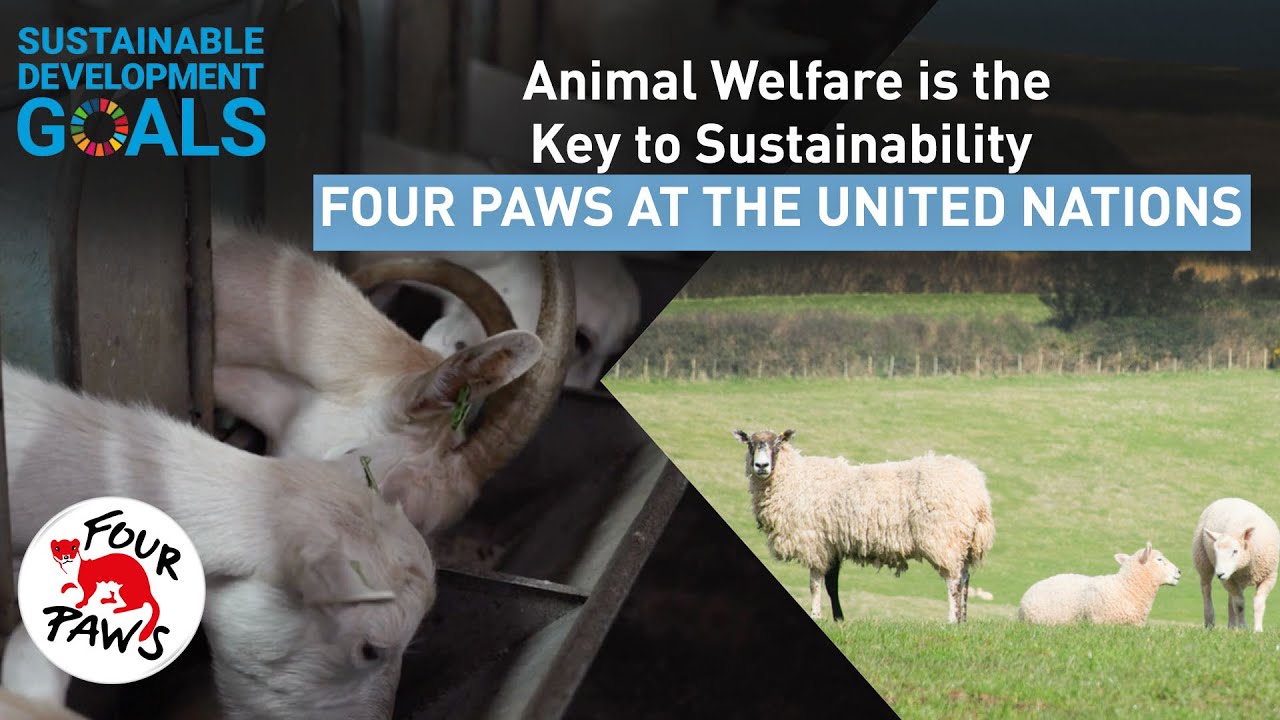 Sustainability Without Animals? Here&rsquo;s Why It Won&rsquo;t Work!