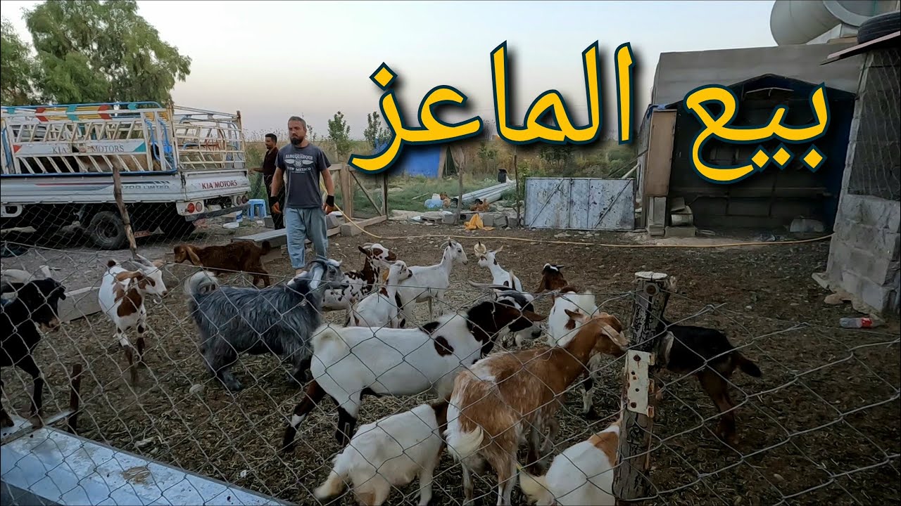 مدى نجاح تفقيس البيض في الصيف، معاينة الحيوانات بشكل دوري، تنظيف المزرعة و البيت (146)