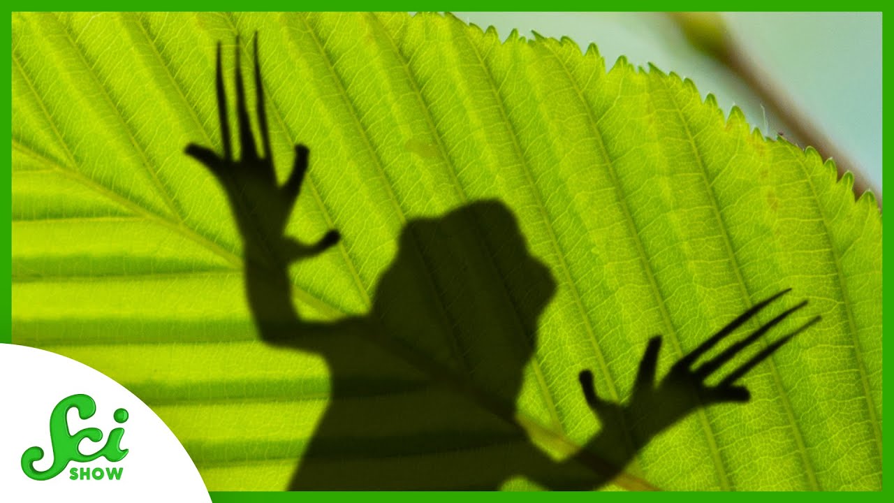 The Frog with Hidden Claws