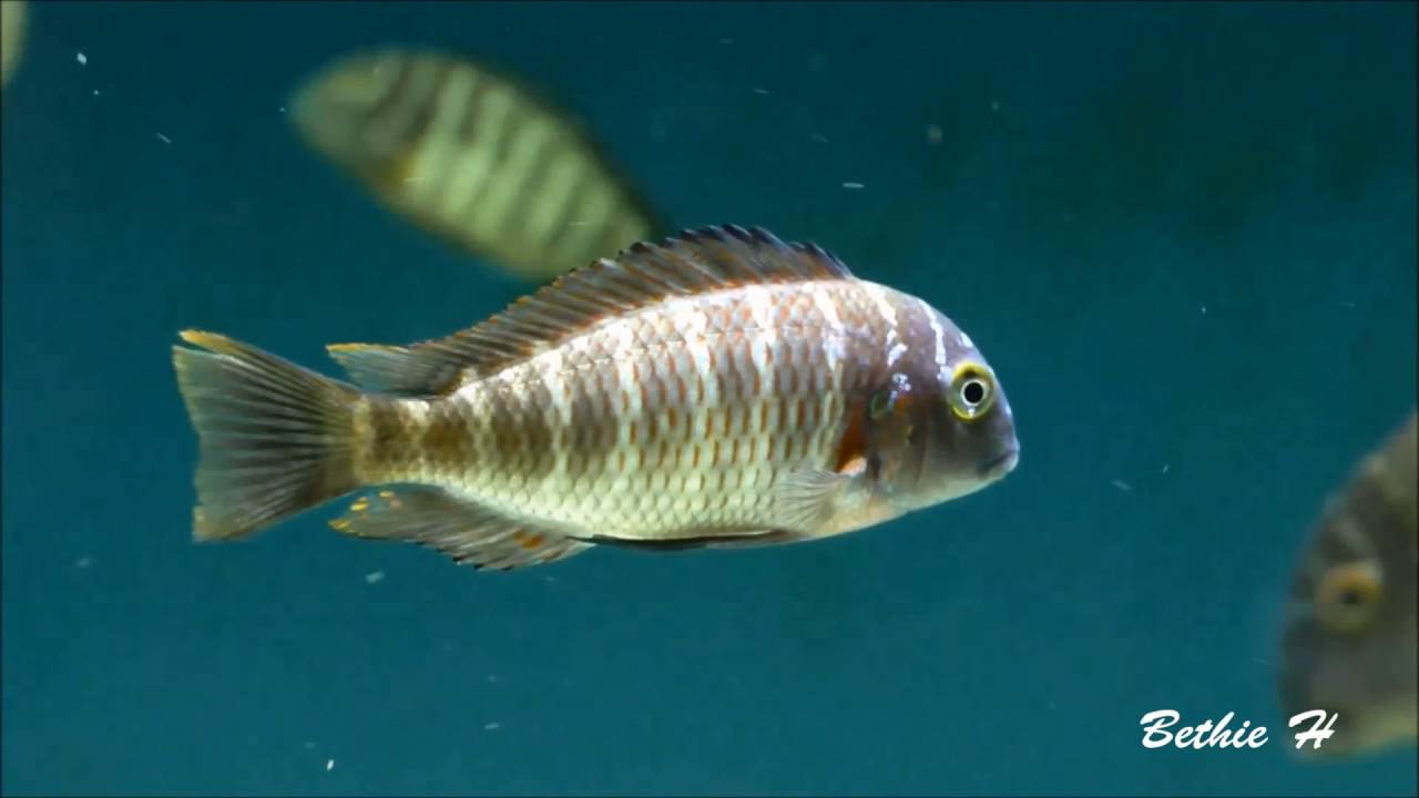 Tropheus Chaitika, WC, September 2014