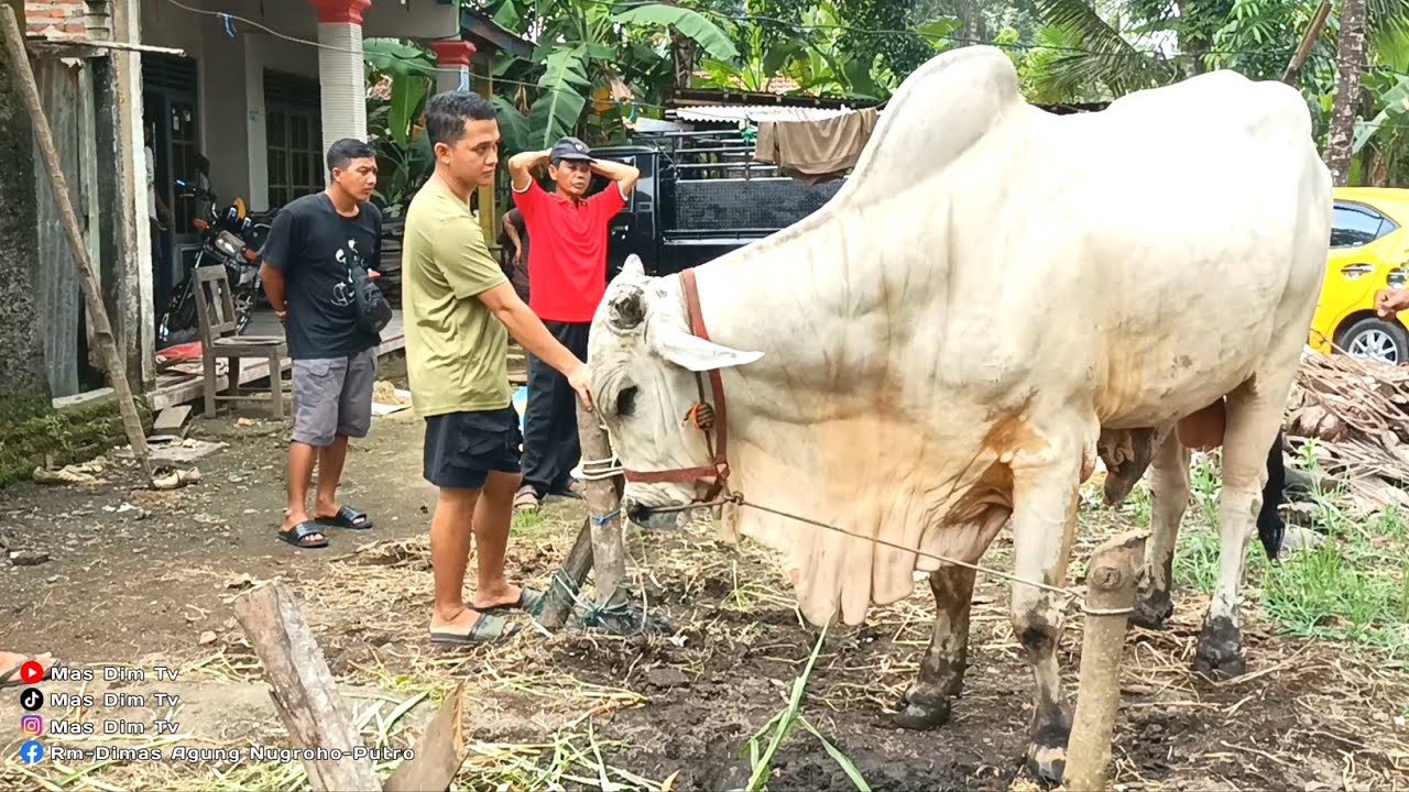 Seharian Bareng Mas HERMAWAN SETIA FARM Hunting Sapi Po Lokal Asli Kebumen !! Bawa Pulang Ga Ya ??