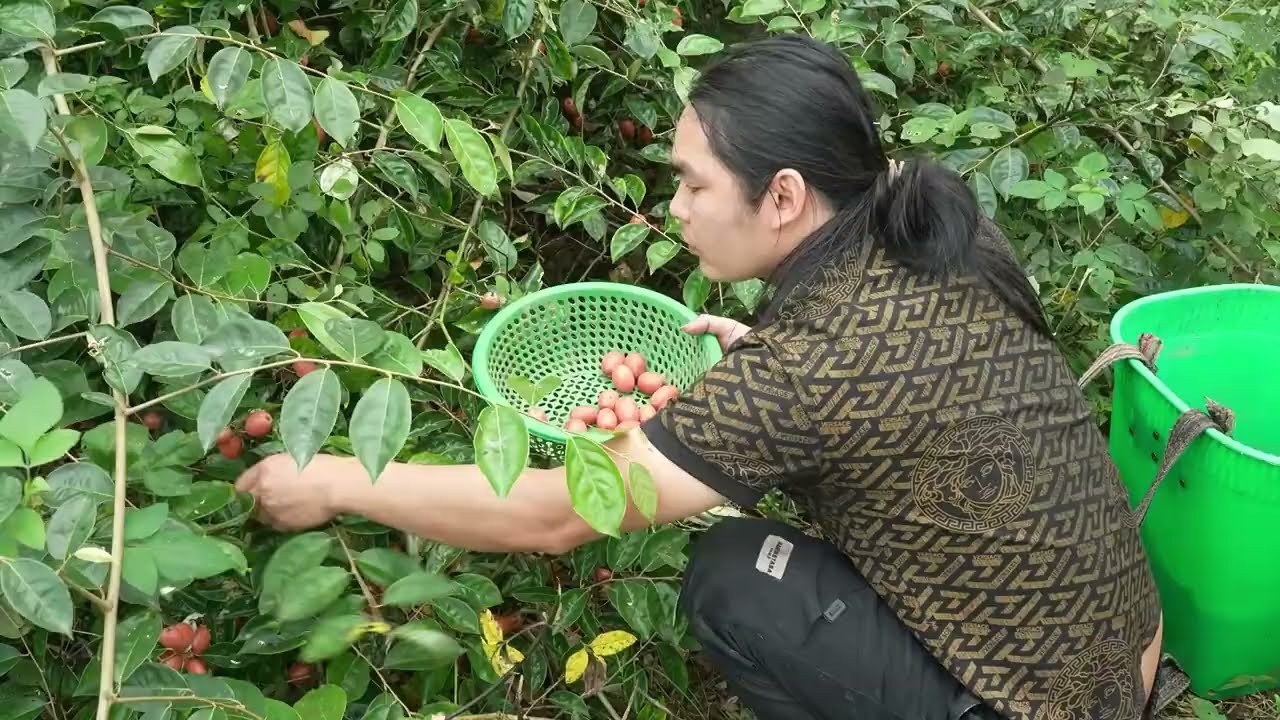 Harvesting Ripe Elaeagnus Fruits in the Mountain Forest | Life in the Highlands
