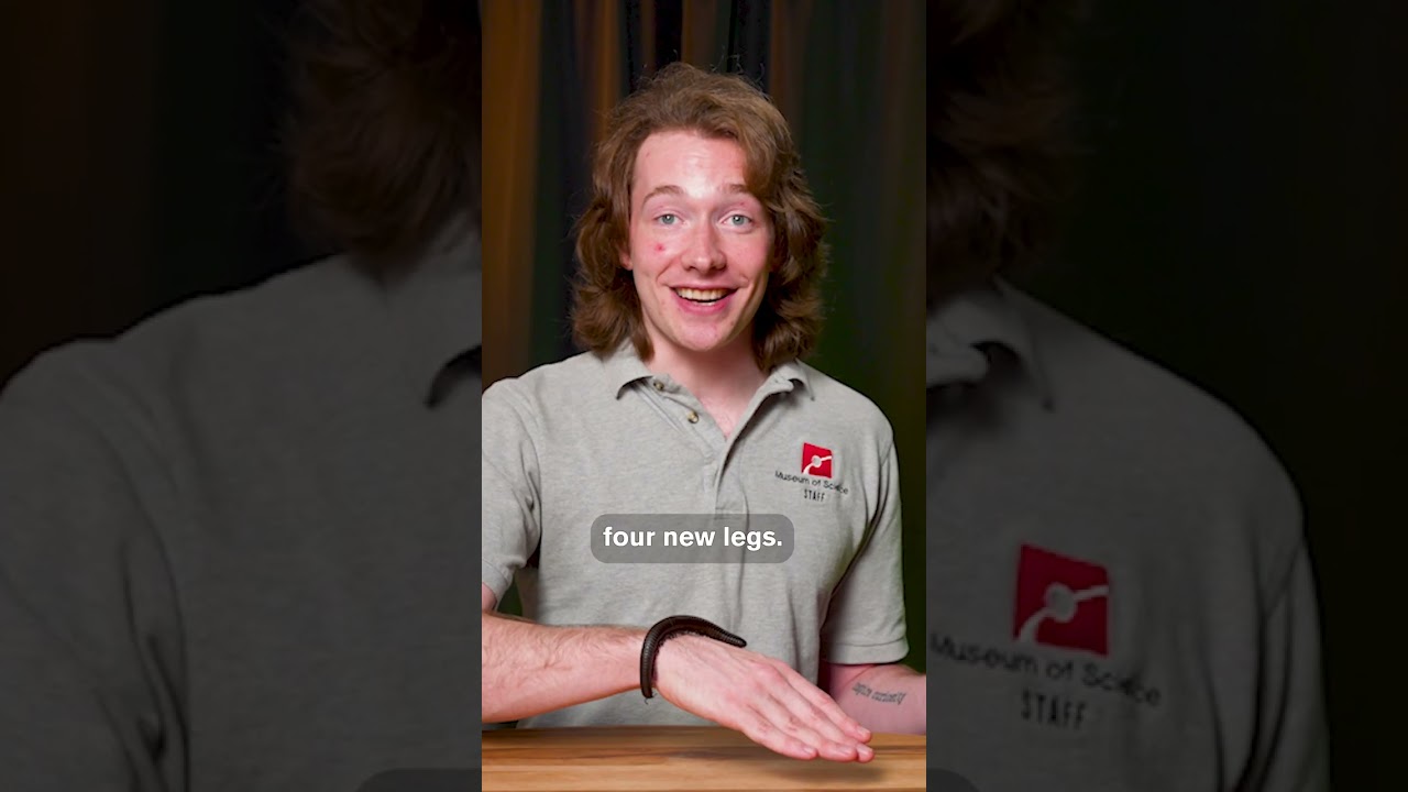 У многоножек 300&ndash;400 ног. Вот почему