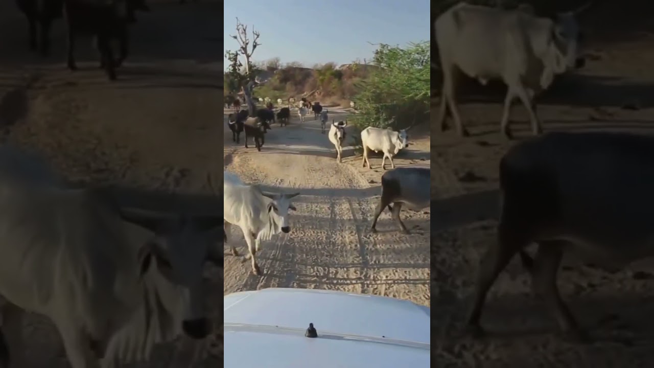 How Sudan’s Civil War is Ruining Its Cattle Industry 