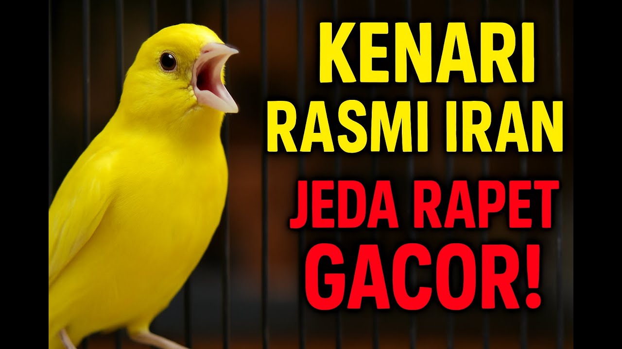 Kenari Rasmi Iran Gacor! Jeda Rapet & Postur Mewah &ndash; Siap Masteran Harian
