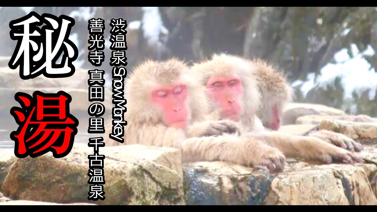 【秘湯ｘ車中泊】車中泊で巡る新潟秘湯の旅　志賀高原のふもとから善光寺平へ下る旅。渋の夜湯から野猿の谷へ　夫婦とワンコと巡る秘湯＆絶景スポット巡り 2026-7