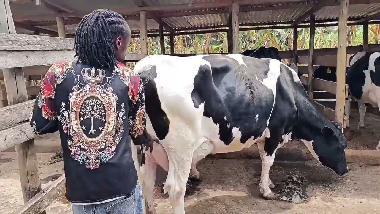 THIS IS HOW WE DO DELIVERY PREPARATIONS TO ENSURE SAFETY COWS DELIVERY.