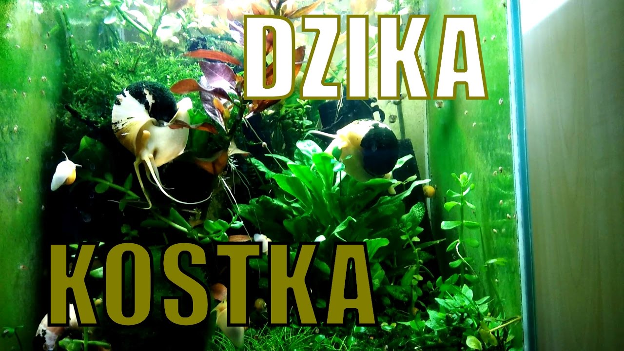 Dzika low-techowa kostka 30l - moje drugie akwarium krewetkarium?